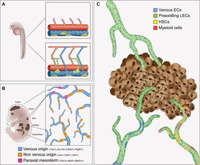 Cellular Origins of the Lymphatic Endothelium: Implications for Cancer Lymphangiogenesis